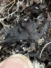 Peltigera collina