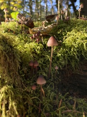 Mycena purpureofusca