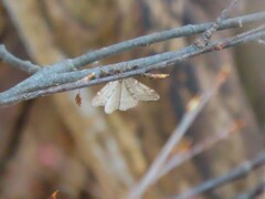 Operophtera bruceata