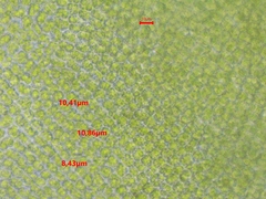 Syntrichia montana