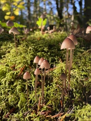 Mycena purpureofusca