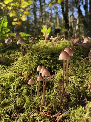 Mycena purpureofusca