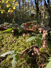 Mycena purpureofusca
