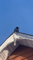 Corvus brachyrhynchos