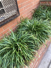 Carex blanda