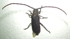 Delocheilus