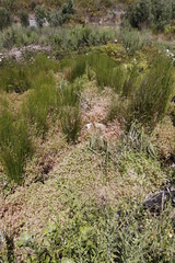 Crassula