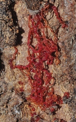 Cytospora chrysosperma