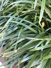 Carex blanda