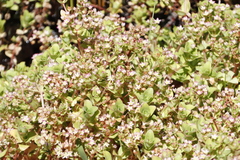 Crassula