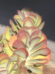 Kalanchoe luciae