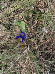 Gentiana autumnalis
