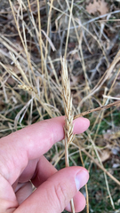Elymus virginicus