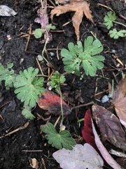 Geranium molle
