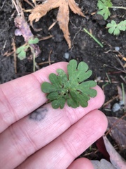 Geranium molle