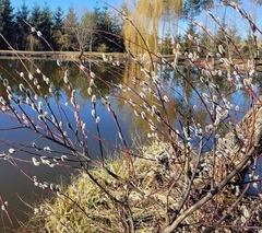 Salix acutifolia