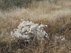 Clematis drummondii