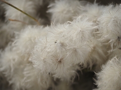 Clematis drummondii