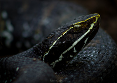 Agkistrodon russeolus