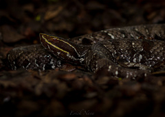 Agkistrodon russeolus