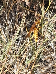 Polistes apachus