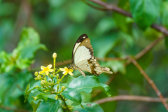 Papilio dardanus