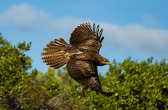 Buteo jamaicensis socorroensis