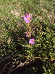 Chaetogastra gracilis