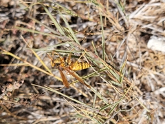 Polistes apachus