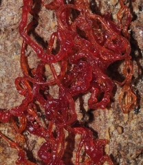 Cytospora chrysosperma