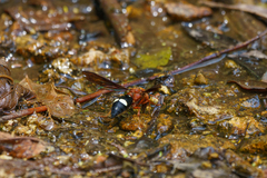 Synagris aestuans rufa