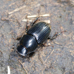 Acrossus luridus
