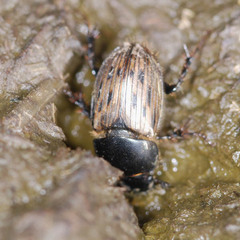 Acrossus luridus