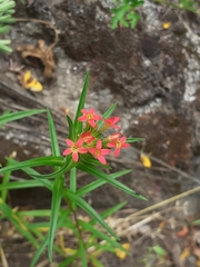 Collomia biflora