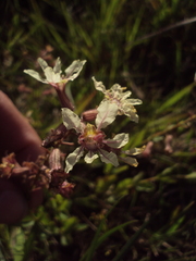 Cuphea lysimachioides