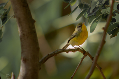 Setophaga pitiayumi graysoni