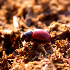 Aphodius foetidus