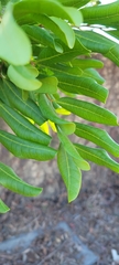 Cupaniopsis anacardioides