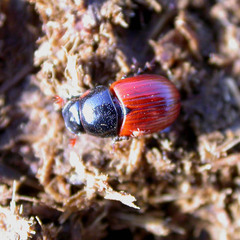 Aphodius foetidus