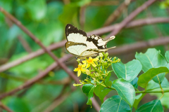 Papilio dardanus
