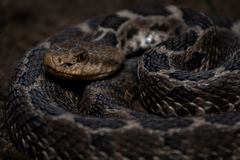 Crotalus ravus