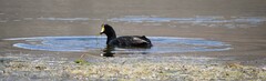 Fulica gigantea