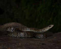 Thamnophis sumichrasti
