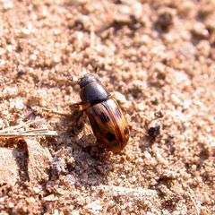 Chilothorax distinctus