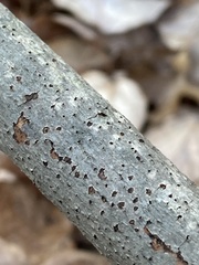 Biscogniauxia marginata