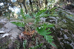 Polypodium cambricum