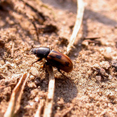 Chilothorax distinctus
