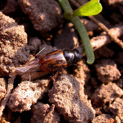 Chilothorax distinctus