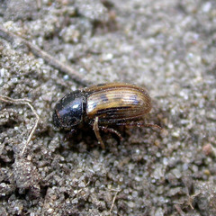 Chilothorax distinctus