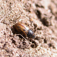 Chilothorax distinctus